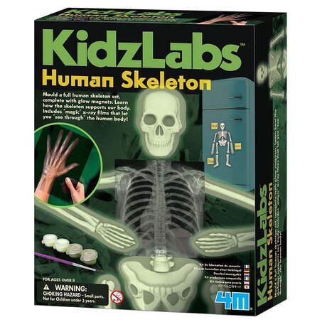 Светещ човешки скелет - Детска лаборатория